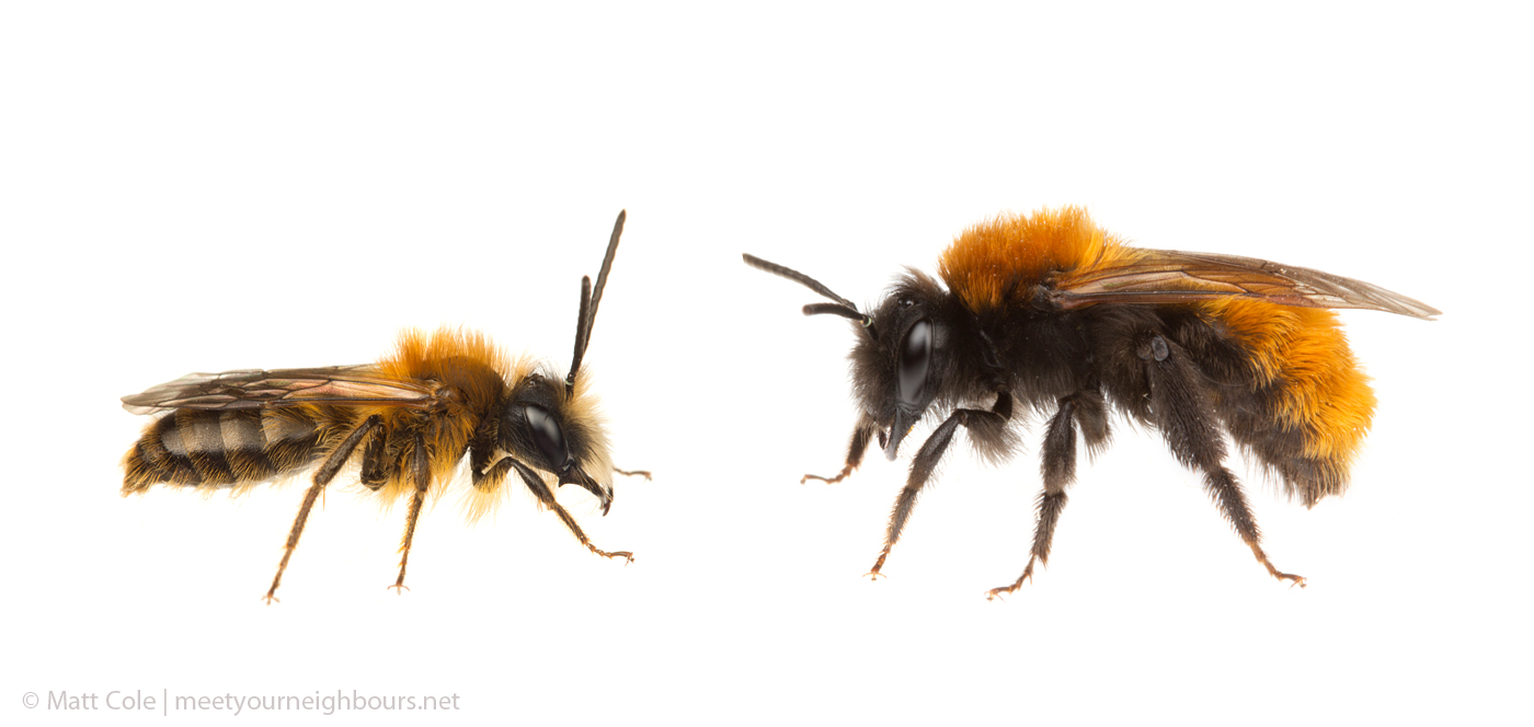 MYN Tawny Mining Bees male and female